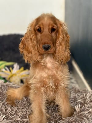 Les chiots de Cocker Spaniel Anglais