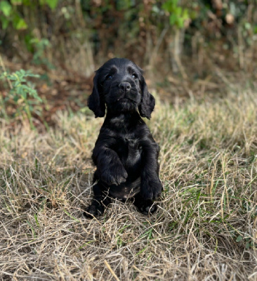 Les chiots de Cocker Spaniel Anglais