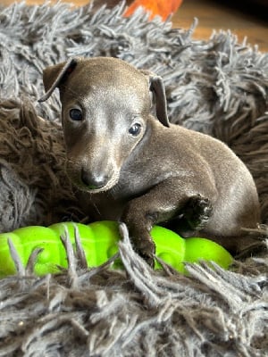 Les chiots de Petit Levrier Italien