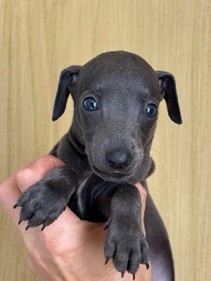 Les chiots de Petit Levrier Italien