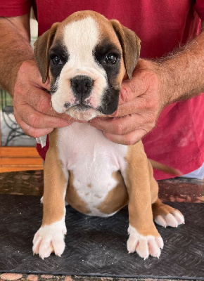 Les chiots de Boxer