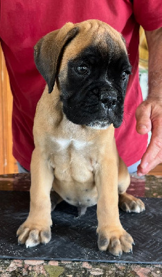 Les chiots de Boxer