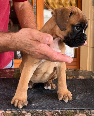 Les chiots de Boxer