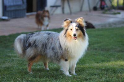 Étalon Shetland Sheepdog - Nostradamus de Moorstile