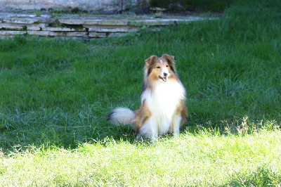 Étalon Shetland Sheepdog - Symphony de Moorstile