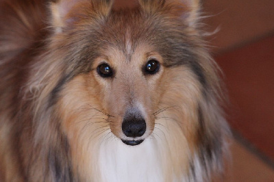 Étalon Shetland Sheepdog - Tea for two de Moorstile