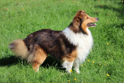 Étalon Shetland Sheepdog - Pretender de Moorstile