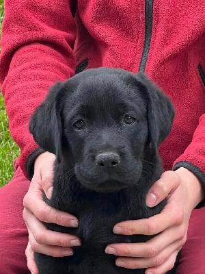 Les chiots de Labrador Retriever