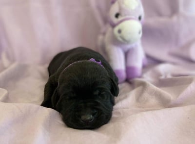 Les chiots de Labrador Retriever