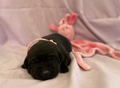 Les chiots de Labrador Retriever