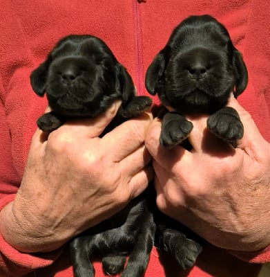 Les chiots de Cocker Spaniel Anglais