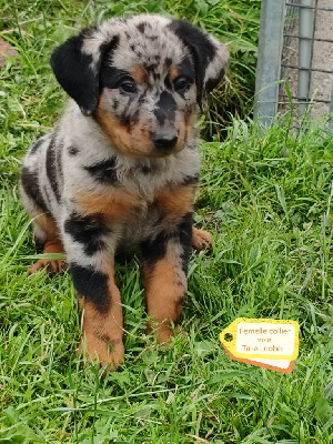 Les chiots de Berger de Beauce