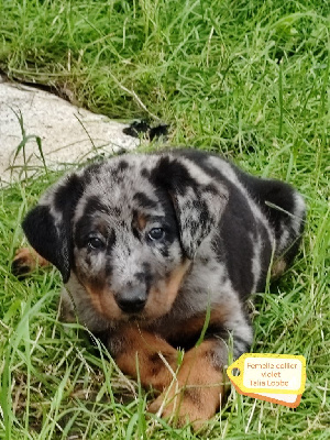 Les chiots de Berger de Beauce