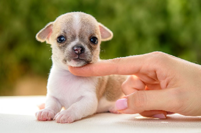 Les chiots de Chihuahua