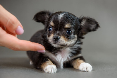 Les chiots de Chihuahua