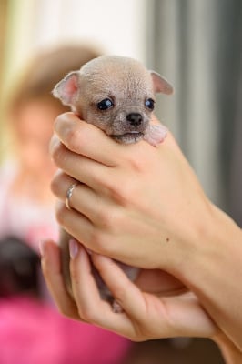 Les chiots de Chihuahua