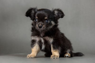 Les chiots de Chihuahua