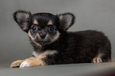 Les chiots de Chihuahua