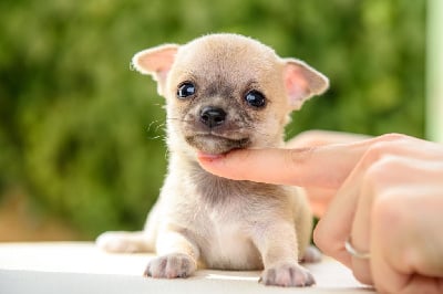 Les chiots de Chihuahua