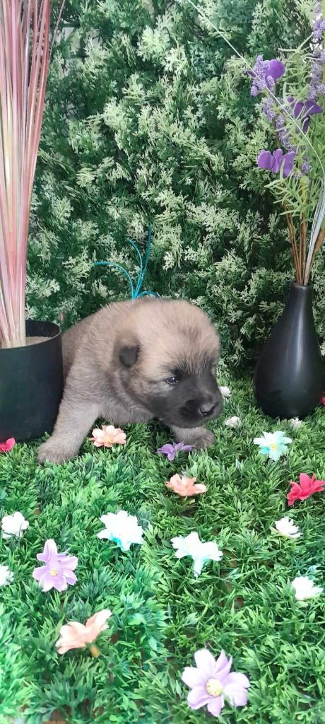 CHIOT 1 - Eurasier