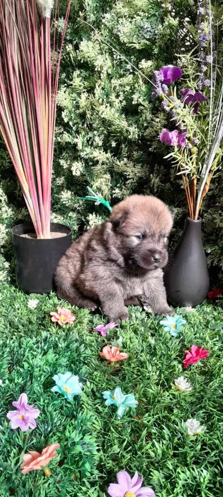 CHIOT 3 - Eurasier