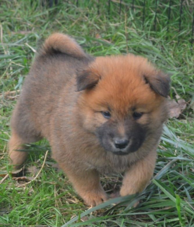 CHIOT 4 - Eurasier