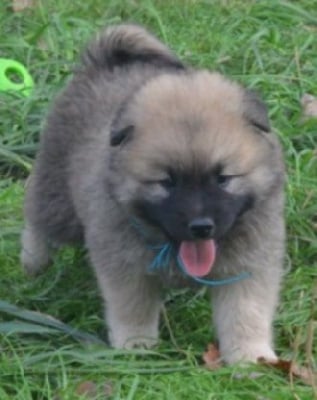 Les chiots de Eurasier