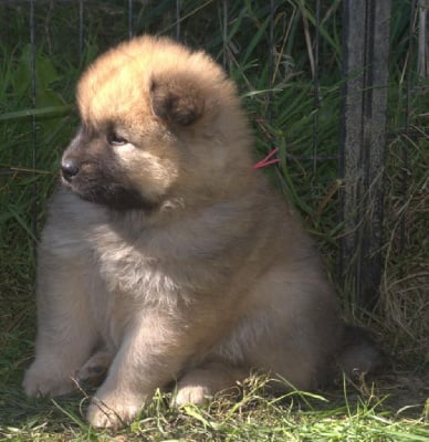 Les chiots de Eurasier