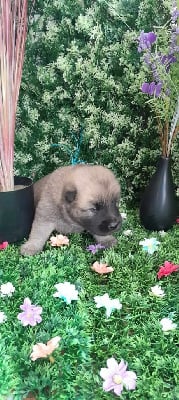 Les chiots de Eurasier