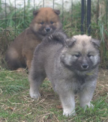 Les chiots de Eurasier