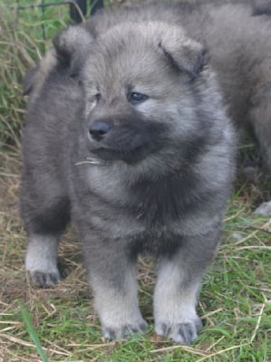 Les chiots de Eurasier