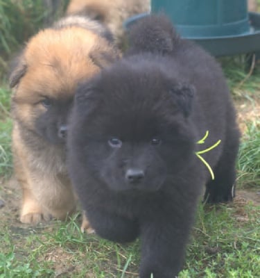 Les chiots de Eurasier