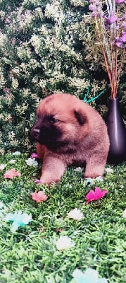 Les chiots de Eurasier