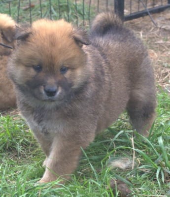 Les chiots de Eurasier