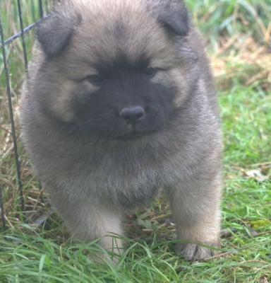 Les chiots de Eurasier