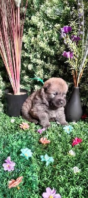 Les chiots de Eurasier