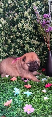 Les chiots de Eurasier