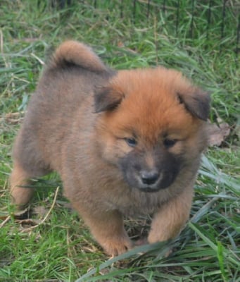 Les chiots de Eurasier