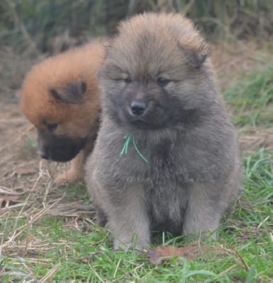 Les chiots de Eurasier