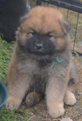 Les chiots de Eurasier