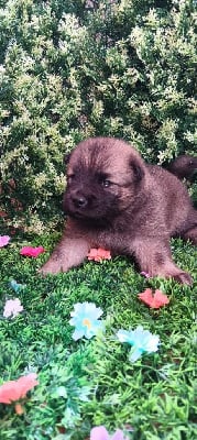 CHIOT - Eurasier