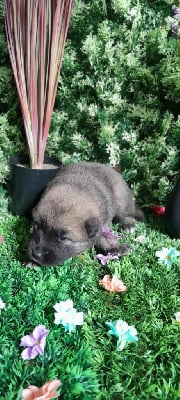 Les chiots de Eurasier