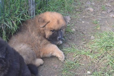 Les chiots de Eurasier