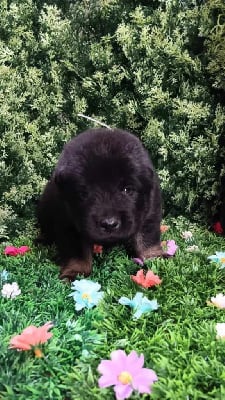 Les chiots de Eurasier