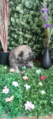 CHIOT 6 - Eurasier