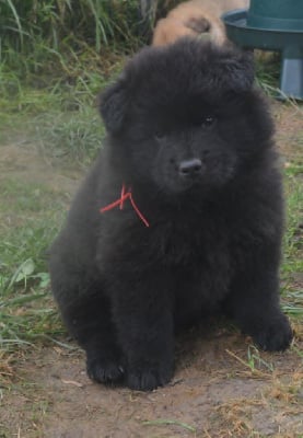 Les chiots de Eurasier