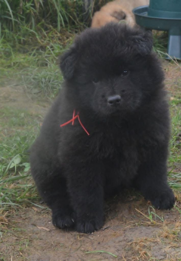 CHIOT - Eurasier