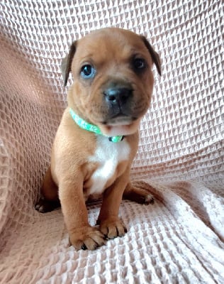 Les chiots de Staffordshire Bull Terrier