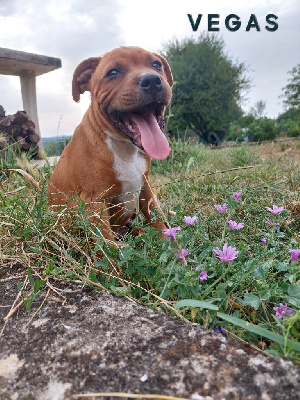 Les chiots de Staffordshire Bull Terrier