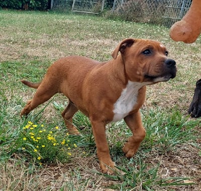 Les chiots de Staffordshire Bull Terrier